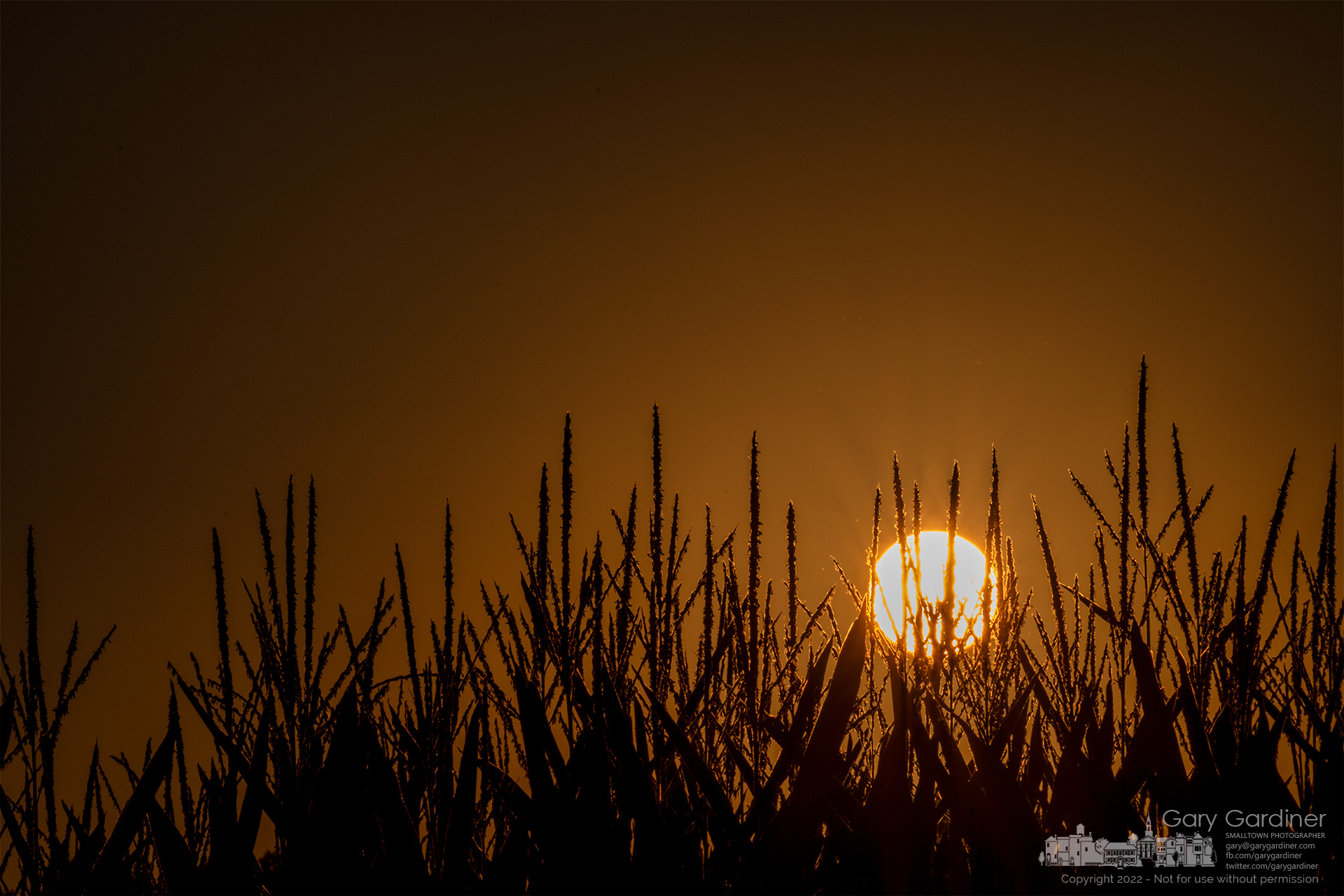 braun-farm-field-corn-sunset-2022-08-2-58887.nef